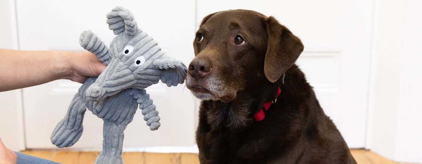 Lab store dog toys